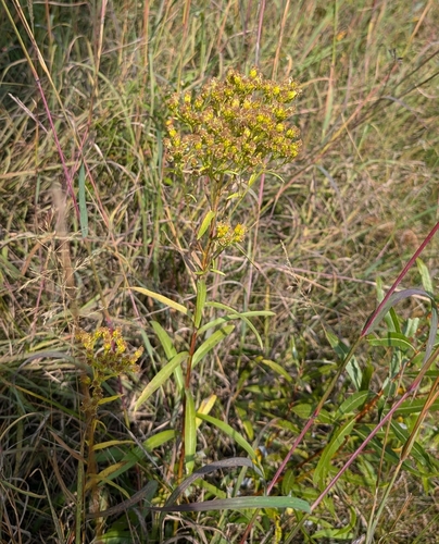 Image of Solidago vossii by (c) Alan Prather, some rights reserved (CC BY)