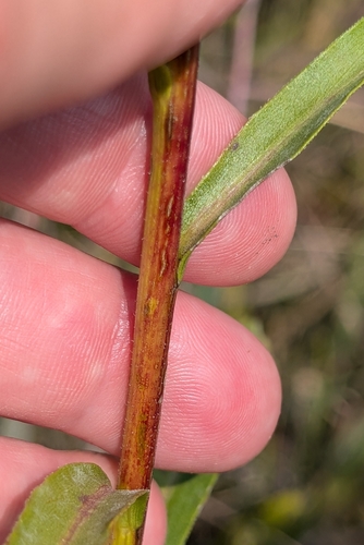 Image of Solidago vossii by (c) Alan Prather, some rights reserved (CC BY)