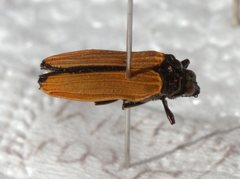 Castiarina nasuta