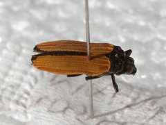 Castiarina nasuta