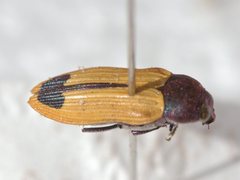 Castiarina fossoria