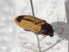 Castiarina fossoria