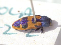 Castiarina hilaris