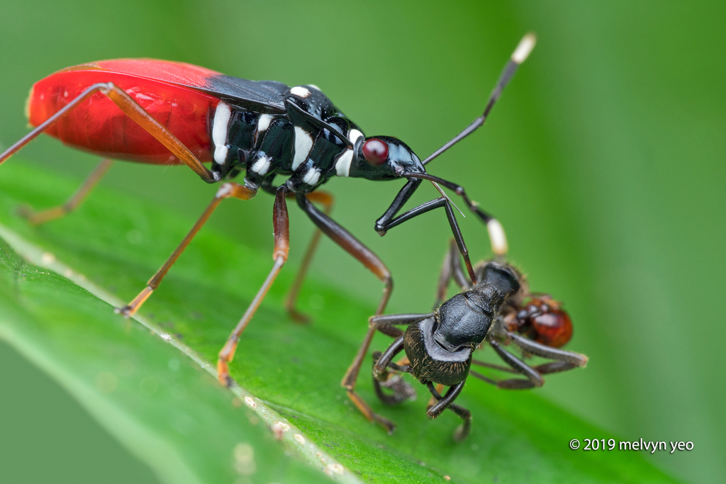 Dindymus albicornis