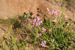 Nemesia caerulea