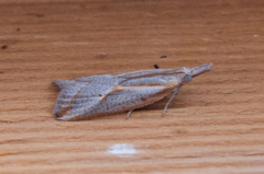 Arotrophora arcuatalis