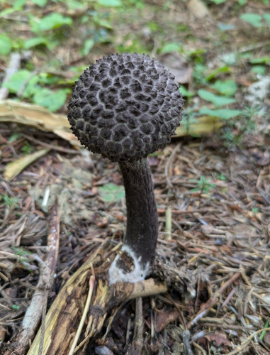 Strobilomyces