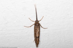 Integripalpia