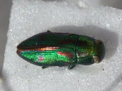 Melobasis purpurascens