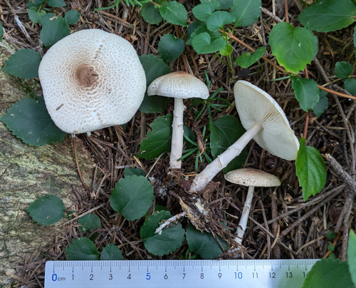 Lepiota
