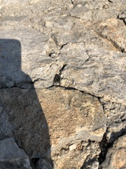 Heterocnemis graeca