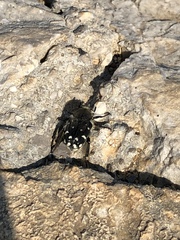 Heterocnemis graeca
