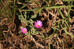 Delosperma sutherlandii