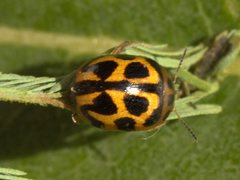 Peltoschema oceanicum