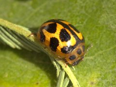 Peltoschema oceanicum