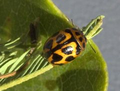 Peltoschema oceanicum