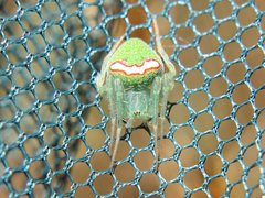 Araneus circulissparsus