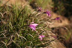Xerophyta viscosa