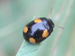 Peltoschema tetraspilotum