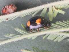 Peltoschema tetraspilotum