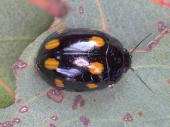 Paropsisterna octosignata