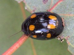 Paropsisterna octosignata