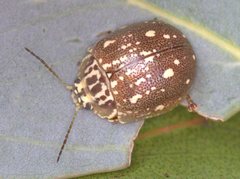 Paropsis geographica