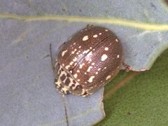 Paropsis geographica