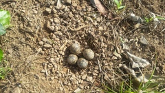 Vanellus senegallus