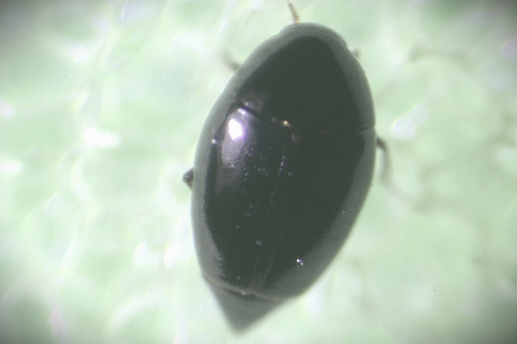 Scaphisoma assimile