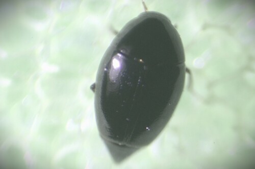 Scaphisoma assimile