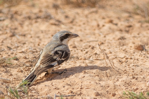 Great Gray Shrike