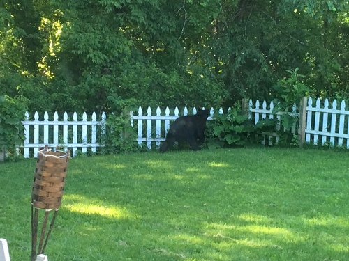 American Black Bear photographed in New York