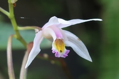 Bletilla formosana