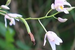 Bletilla formosana