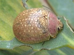 Paropsis roseola
