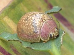 Paropsis roseola