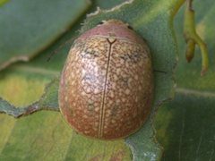 Paropsis roseola