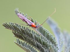 Rayieria basifer
