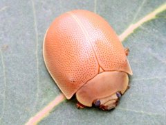 Paropsisterna crocata