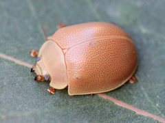 Paropsisterna crocata