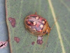 Paropsisterna annularis