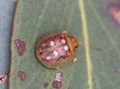 Paropsisterna annularis