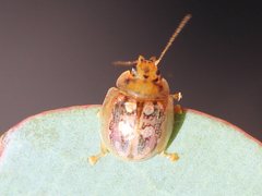 Paropsisterna annularis