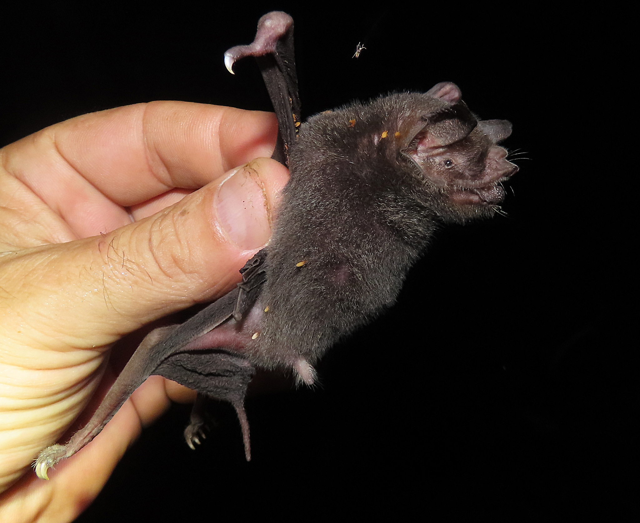 Wagner's Common Mustached Bat photo 5