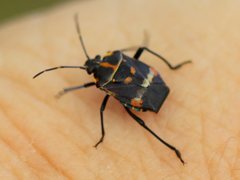Aplerotus maculatus