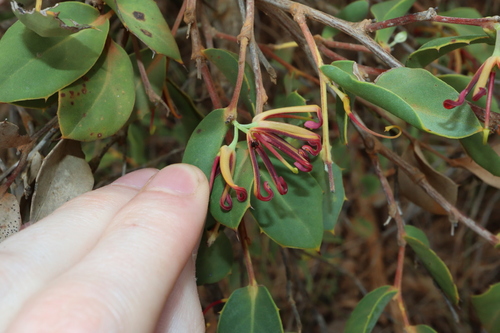 Image of Hakea denticulata by (c) Thomas Mesaglio, some rights reserved (CC BY)