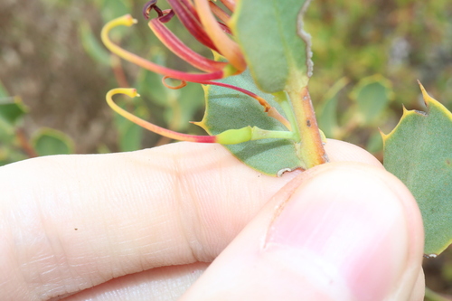Image of Hakea denticulata by (c) Thomas Mesaglio, some rights reserved (CC BY)