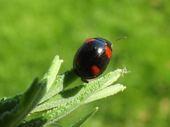 Peltoschema tetraspilotum