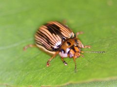 Paropsisterna insignita